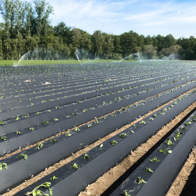 Die Verwendung von Bio-Folie erklärt